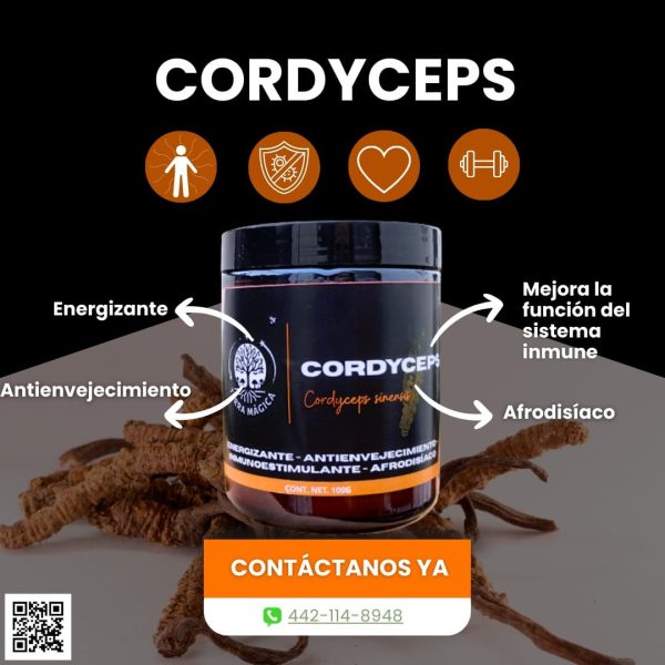 Hongo Cordyceps Sinensis