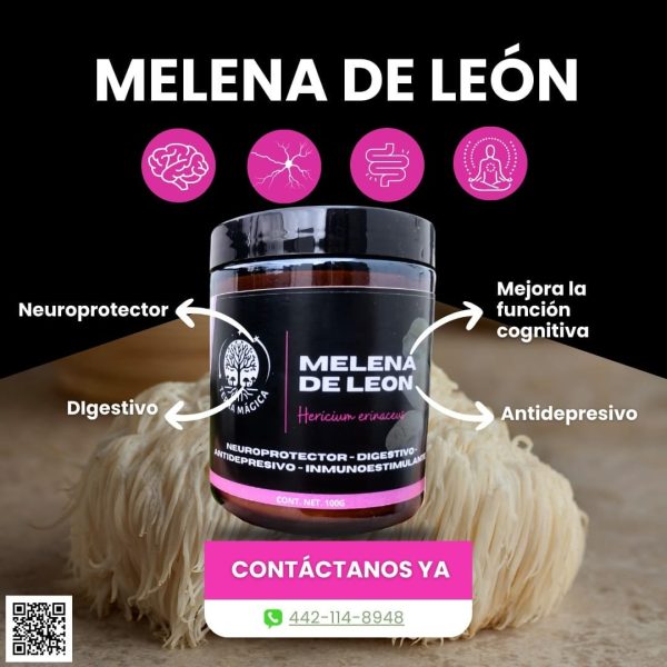 Hongo Melena de León